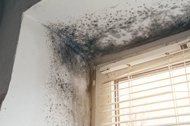 Affordable Attic Mold Remediation solutions in Lottsburg, VA